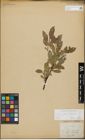 Foto von Salix glabra Scop. x Salix nigricans Sm.